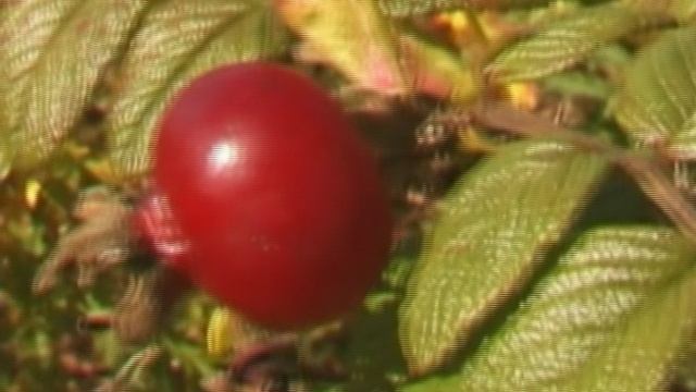 4. Родимое чудо