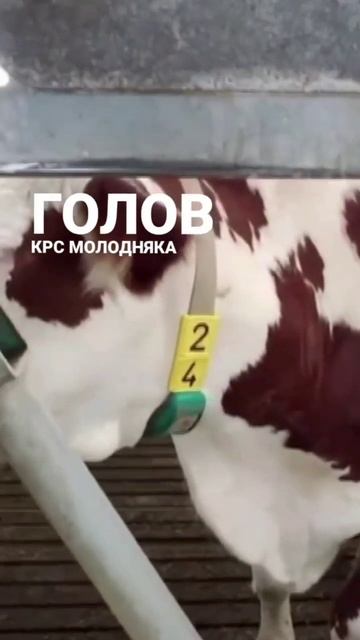 Развитие промышленной отрасли на севере России в 2025 году