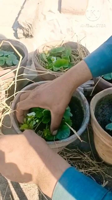 Strawberry plants mulching/shorts#shorts#viral#viralshorts#strawberrymulching