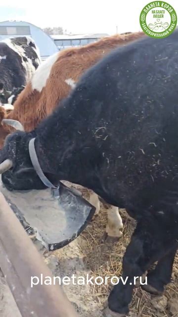На это можно смотреть вечно..На Планете коров кормят бычков мучкой
