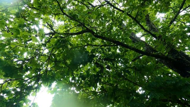 Раскидистое дерево под тёплым дождём. Уютная атмосфера леса на видео. Здоровая экосистема.
