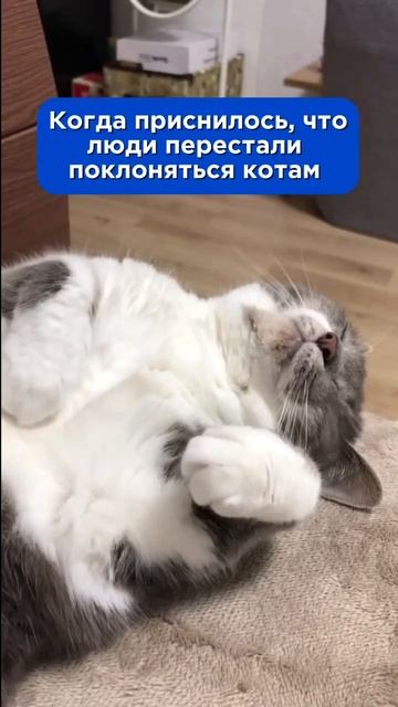 Страшный сон любого кота