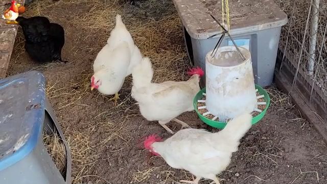 Курочки селяночки лучшие беспородные несушки 🥚 (2)