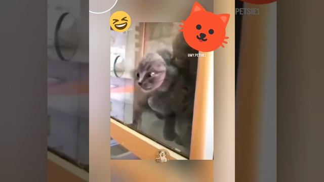 на что способны коты всё