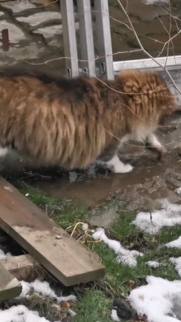 Пушистая кошка играет с лужей #fluffycat #slowed