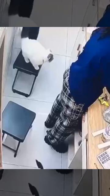 Бессмертный котик