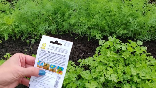Петрушки и укропа будет валом весь сезон! Выращивайте правильно
