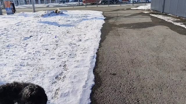33. Молочный коктейль 🍹/игрушка для собак.🐶