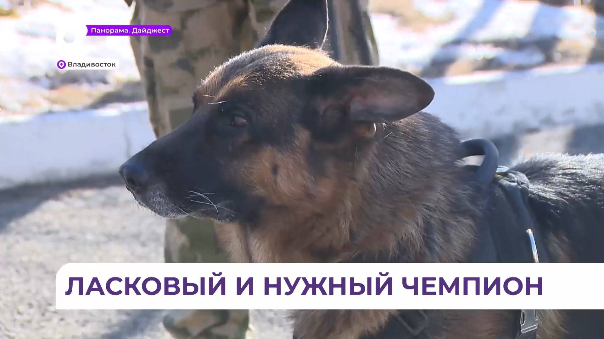 Пёс Жаир одержал победу в международной премии «Мой ласковый и нужный зверь»