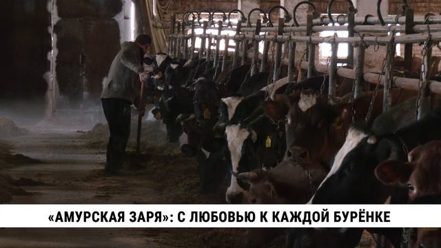 «Амурская заря»: с любовью к каждой бурёнке