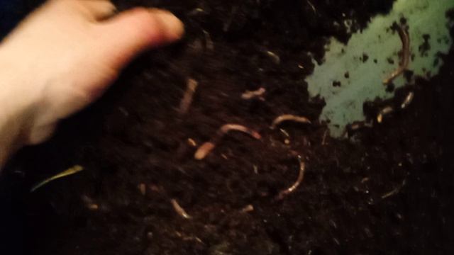 VID_20250306_203441.mp4