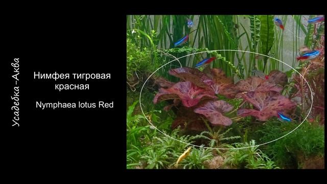 Каталог наших аквариумных растений.  Усадебка-Аква