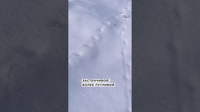 Потомки забайкальского манула покорили зоопарки мира