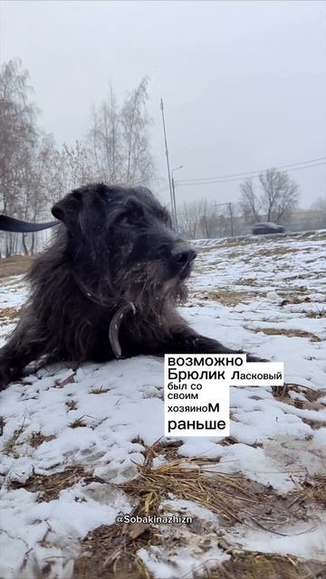 Просто старенький уже Брюлик