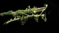Moss Mimic Walkingstick