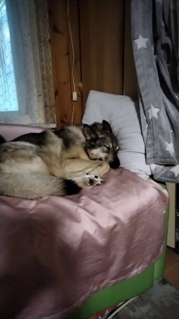 Спит усталая собака...#собака #питомцы #домашниеживотные