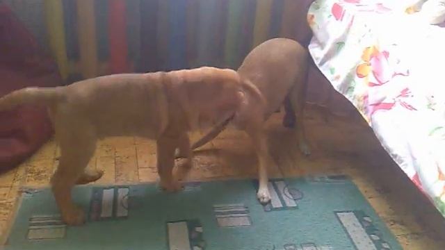 шар-пейка.mp4