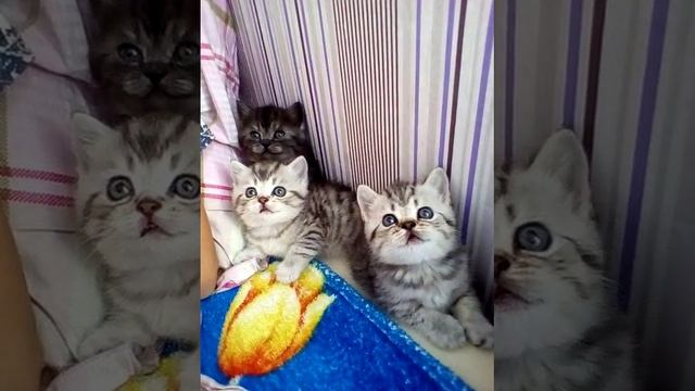 котятки