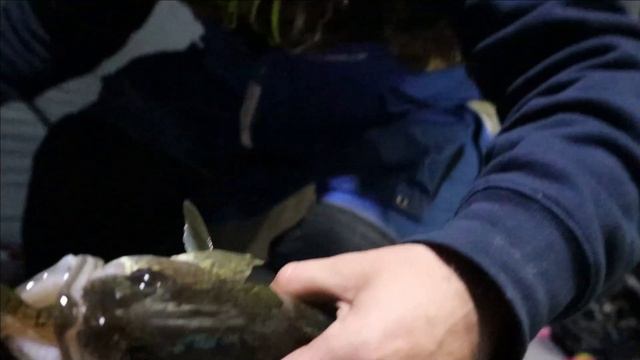 Ice Camping - Lake Missaukee (Walleye-Crappie-Perch) Lake Effect Eye Catcher - Michigan Ice Fishing