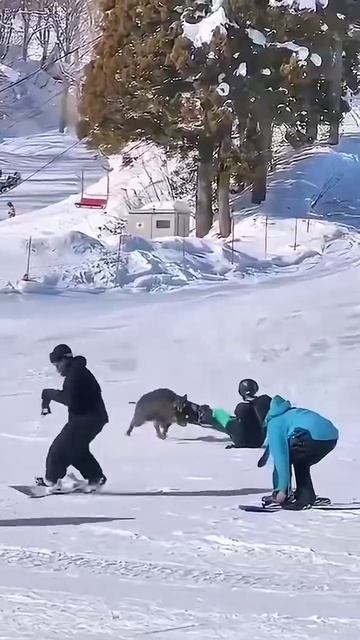 Мы их ищем а они все на горнолыжном курорте 😂😉🫎🐻🐗
