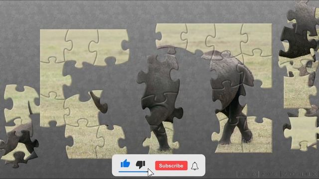 Black rhinoceros - Rhinoceros - African Animals - Animals Puzzle