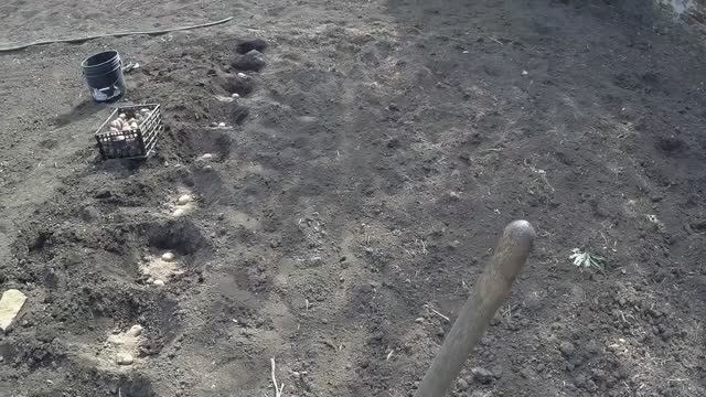 ЖИВЕМ В ДЕРЕВНЕ!!ВОСКРЕСЕНЬЕ В ОГОРОДЕ!!КАРТОШКА ПОСАЖЕНА,АРБУЗЫ ПОСАЖЕНЫ!!СНИМАЕМ ПЕРВЫЙ УРОЖАЙ!!