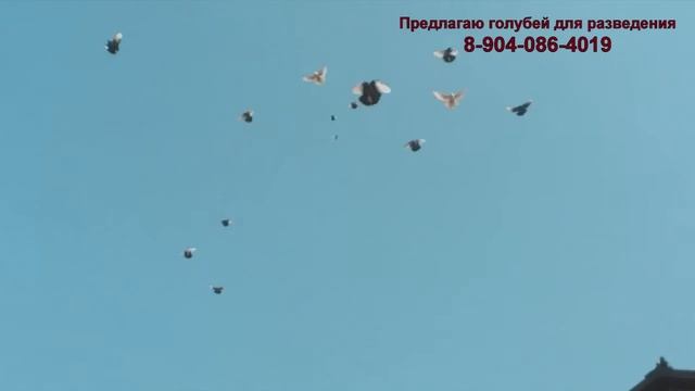 Курские турманы в полете