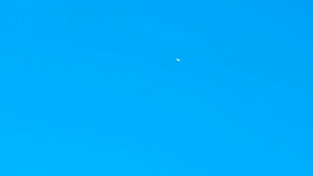 Подарили голубя племяннику. Мне нравится а как вам? Gave a dove to my nephew.
