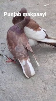 #pigeon wholesale & market
fancy pigeon#Pigeon
