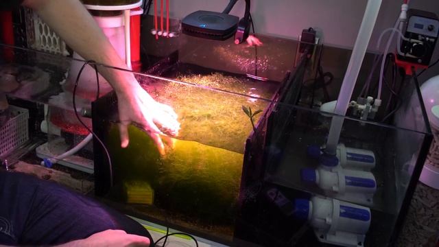 Aqua Illumination AI Prime Fuge Refugium LED Light Fixture - Chaetomorpha explosion!