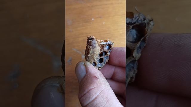 Как рождается матка - выход  из  маточника