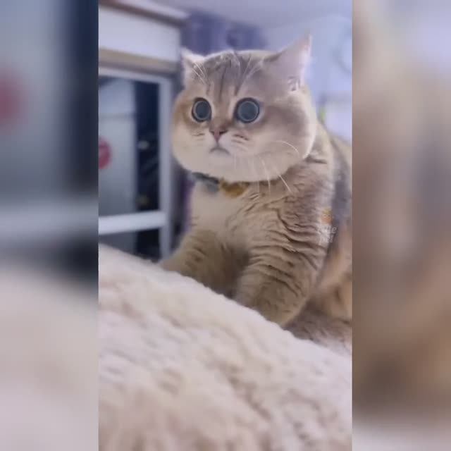 Смешные коты