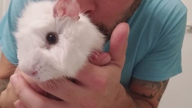 Guinea Pig Rescue Adventure: North Central Animal Shelter