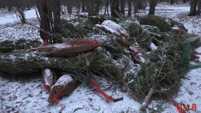 !!!БЕСПРЕДЕЛ!!! Свалка ёлок в парке