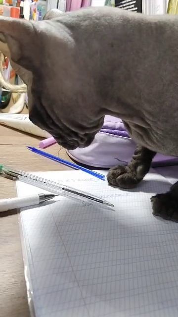 кошка