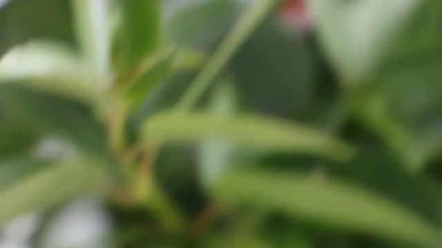 Canon EOS 70D Autofocus Test