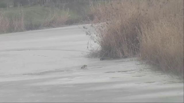 Собака провалилась под лёд на озере Карасун, но выбралась.