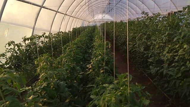 Томат на осінь 18.08.2021