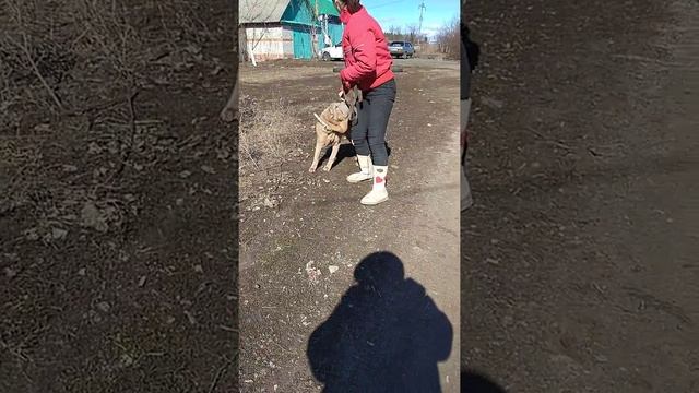 Персей