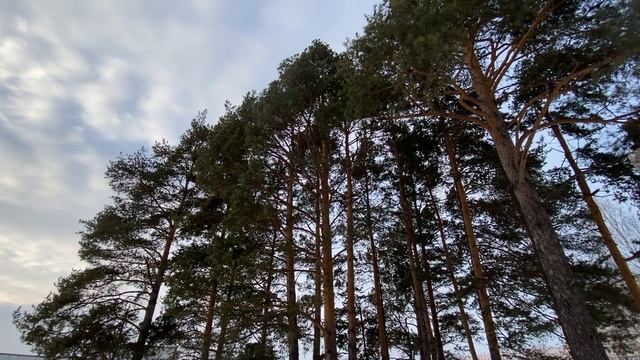 Вершины сосен
