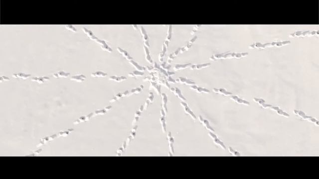 Саймон Бек для фильма «Он - дракон» (Bazelevs, 2015), д/ф