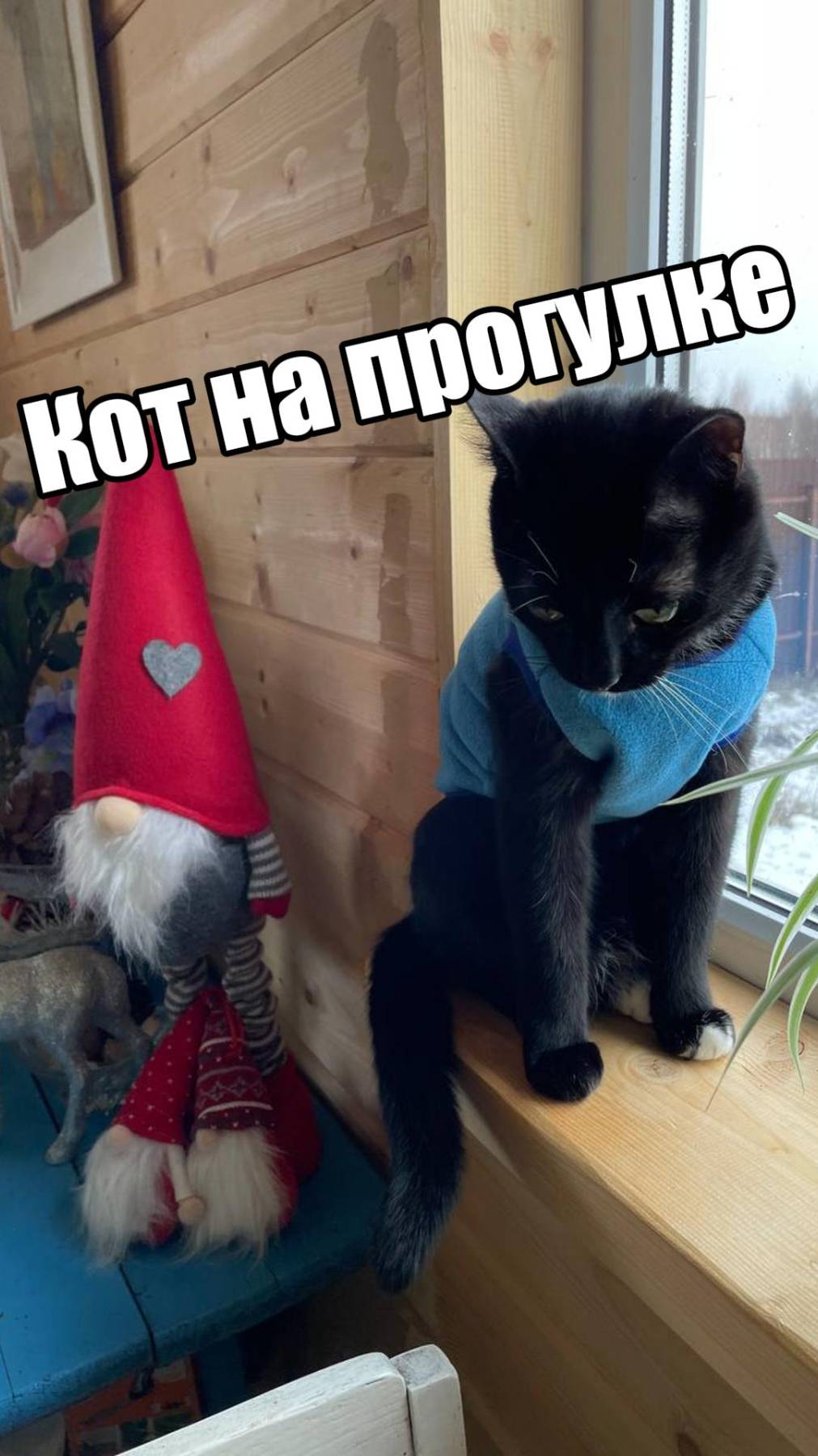 Кот на прогулке
#кот#cat#cute#cutecat#kitty#kitten#кошка#котик#котенок#питомцы#животные#pet