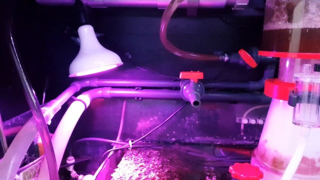 Review | Luxbird PAR38 Refugium LED
