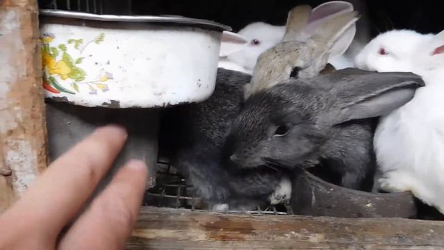Небольшая реконструкция старых клеток//Отсадил крольчат #XATASKRAU