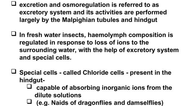 Excretory system of Insects ppt