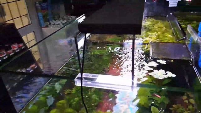 NOW STOCKING TWINSTAR LED LIGHTS here is a video off the 900E on our plant tank