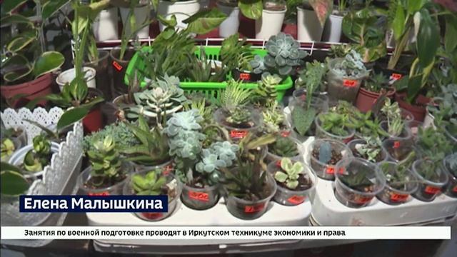 В преддверии 8 Марта в Иркутском краеведческом музее открыли выставку комнатных цветов