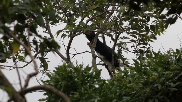 Call of the Trumpeter Hornbill