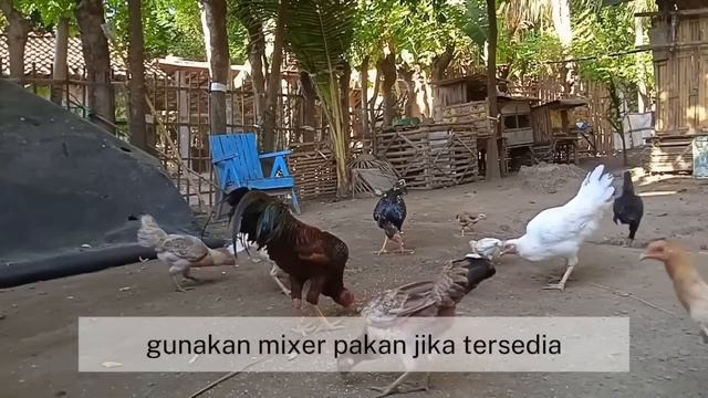TIPS PINTAR MEMBUAT PUR AYAM MURAH BERKUALITAS PELET AYAM KAMPUNG DARI BAHAN ALAMI || TERNAK AYAM