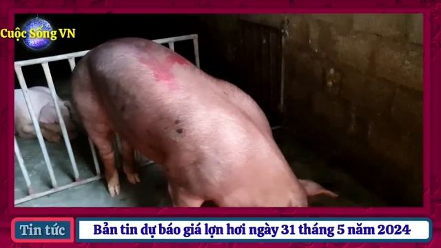 Giá heo hơi ngày hôm nay 31/5/2024 || Dự báo giá lợn sắp tới có thể cán mốc 75.000 đồng/kg